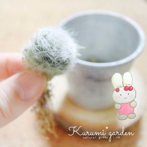 サボテン寄せ植え,グラッシー,うさみみ サボテン,うさみみちゃん,うさみみちゃんの画像