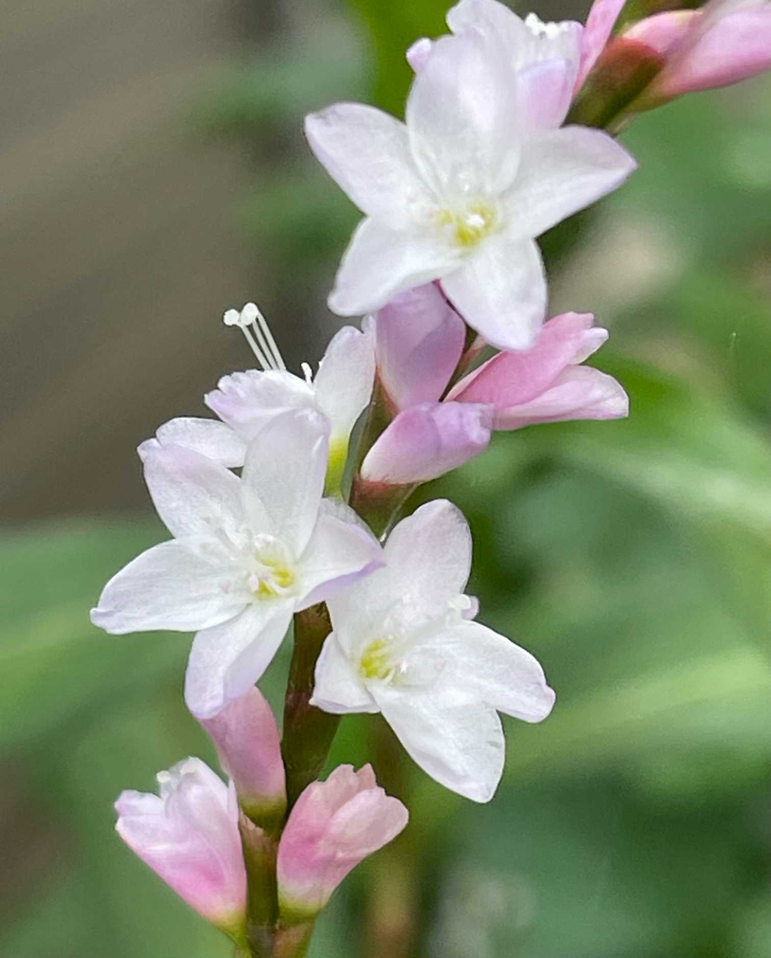 わが家の癒しの山野草 2024 こむの庭｜🍀GreenSnap（グリーンスナップ）