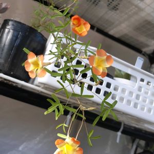 オキザリス  ヤエル,多肉植物,観葉植物,葉挿し,リメ缶の画像