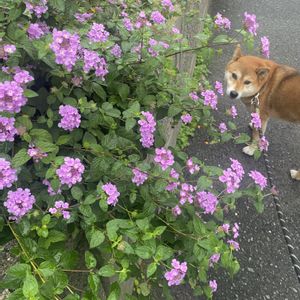 ランタナ,シバイヌ,地植え,開花,ピンクの花の画像