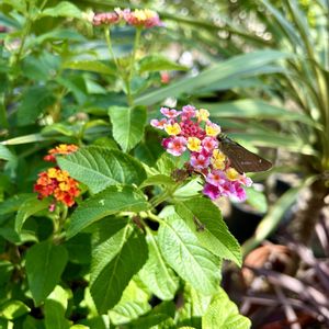 ランタナ,セセリチョウ,夏の花,ご近所,カラフルの画像