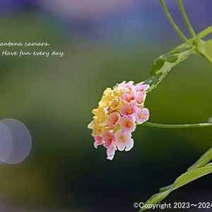 青空,アガベ属,北海道,多肉女子,今日のお花の画像