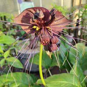 オオオニバス,温室,東山植物園,クロバナタシロイモの画像