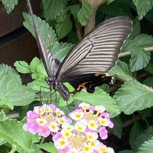 ランタナ,ランタナ,レンガ,今日のお花,花と動物の画像