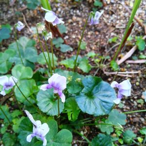 いつもいいねありがとうございます,今日も一日よき日で過ごしてね,テラスの画像