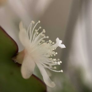 開花,室内,備忘録,癒しのひと時,朝活の画像