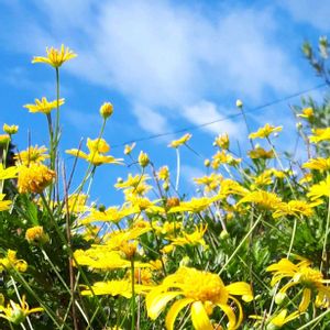 マーガレットコスモス,花言葉,里山散策,幸せの黄色いお花,雲仲間の画像