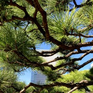 松 まつ,十月桜（じゅうがつざくら）,癒し,庭園,カメの画像