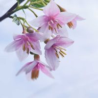 エゴノキ,エゴノキの花,エゴノキ ピンクチャイム,庭木,山野草の画像