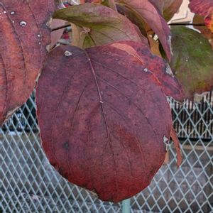 ハナミズキ,紅葉（こうよう）,ハナミズキ♡,畑の画像