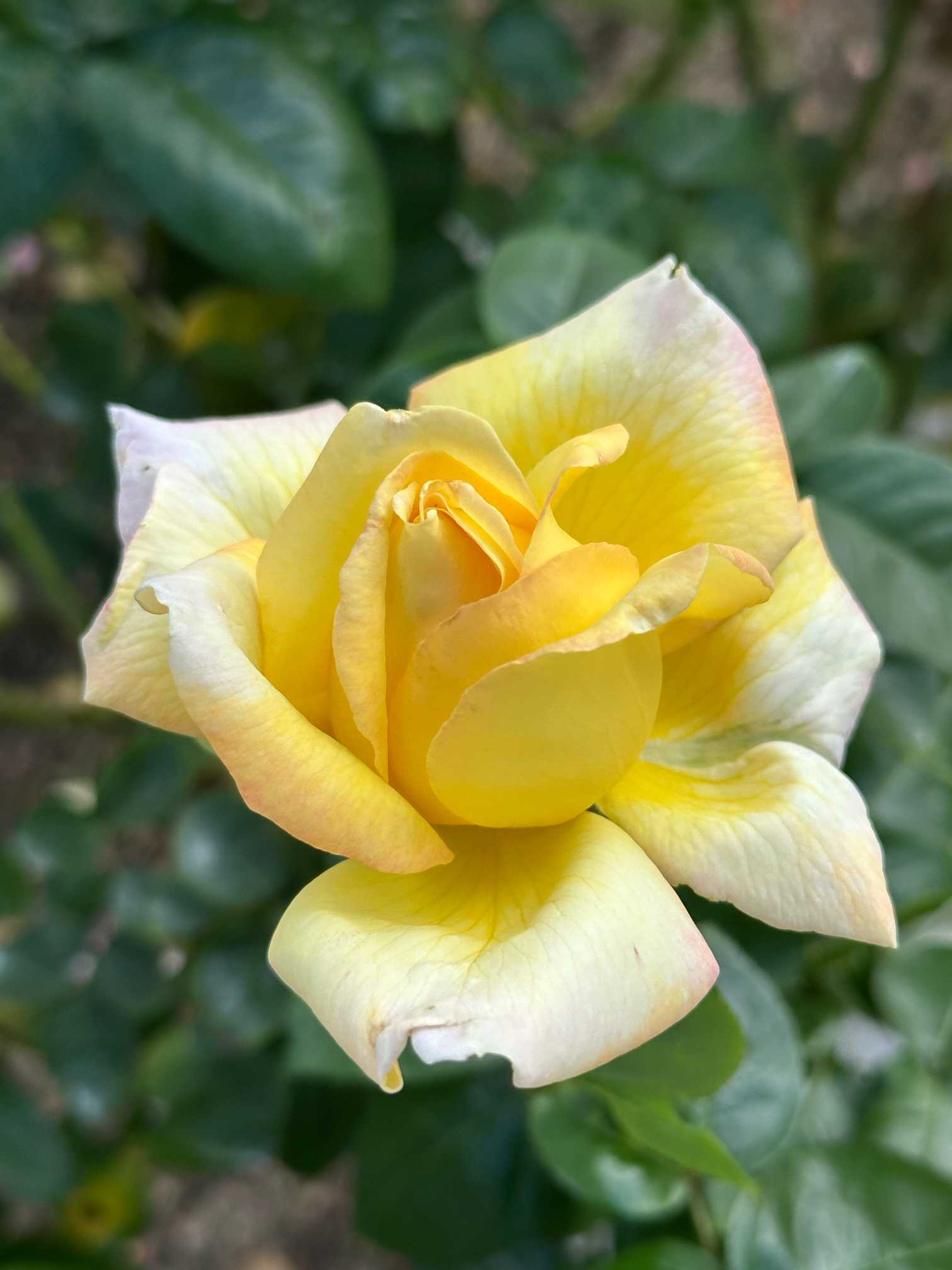 長居植物園で見る「世界バラ会連合・殿堂入り」の秋バラです。2024/10