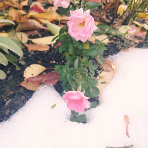 ミニバラ,花壇,北海道,初冬,庭の画像