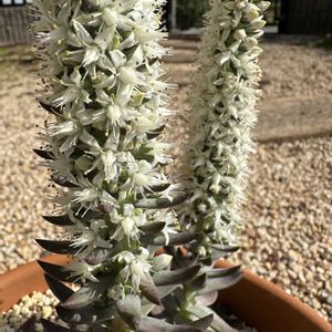 ツメレンゲ,爪蓮華,白雪爪蓮華,多肉植物,観葉植物の画像