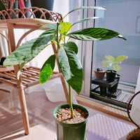 アボカド,観葉植物,緑のある暮らし,もうそろそろ冬の画像