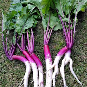 日野菜かぶ,収穫,種から,家庭菜園,畑の画像