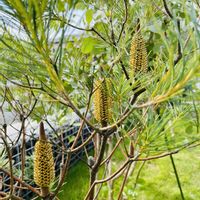 成長記録,水やり,異常気象,オージー好き,お花と暮らすの画像