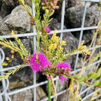 コットンキャンディー,成長記録,水やり,オージー好き,お花と暮らすの画像