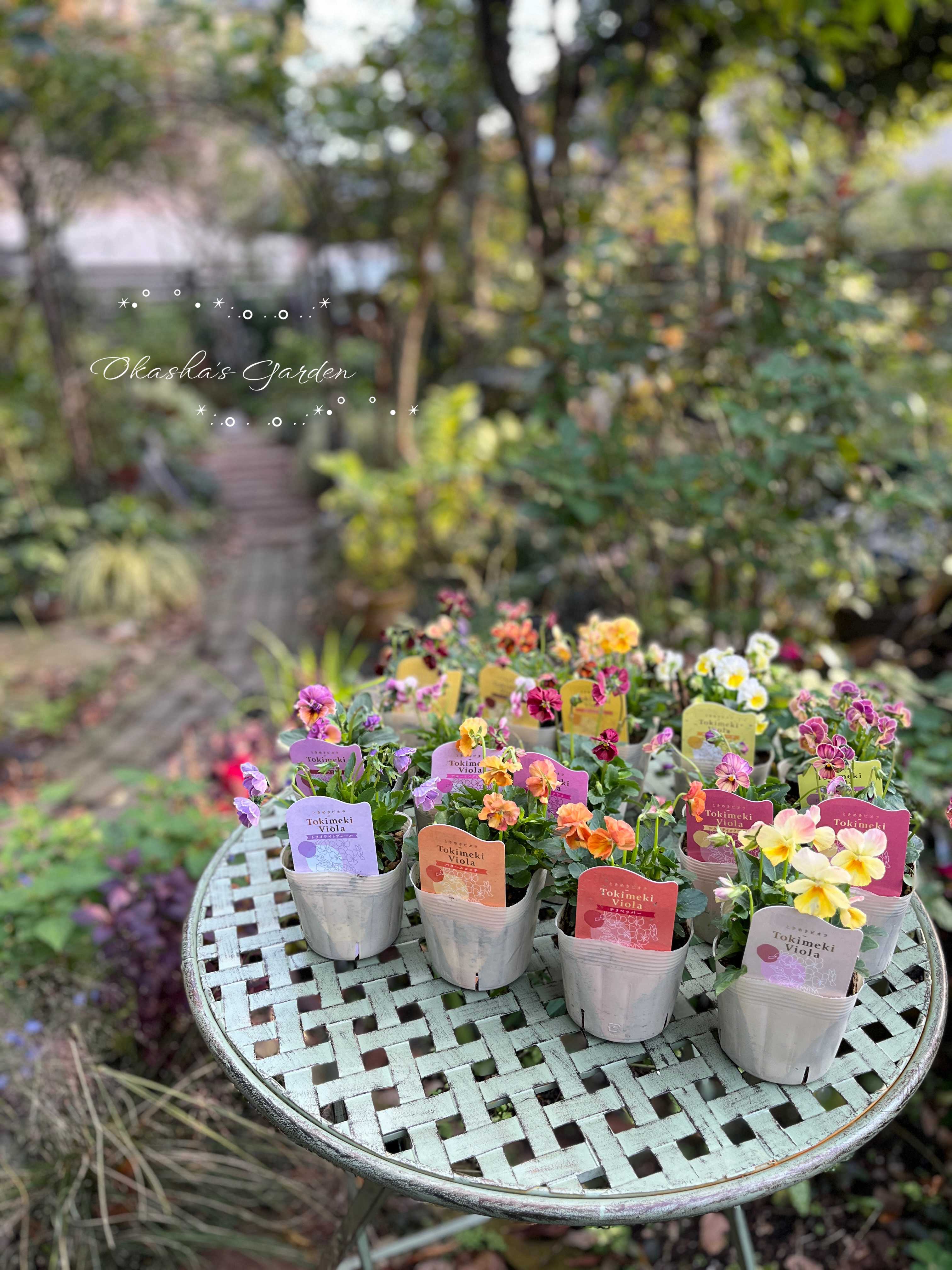 (ᵔᴥᵔ)かわいいお庭♡紫陽花　八重咲き♡挿し穂♡アンティーク好きなカラー♡ ᵔᴥᵔ)かわいいお庭♡紫陽花 八重咲き♡挿し穂♡アンティーク好きな