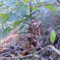 カシワバアジサイ,柏葉紫陽花,ヤブミョウガ,落ち葉♪,柏葉紫陽花(カシワバアジサイ)の画像