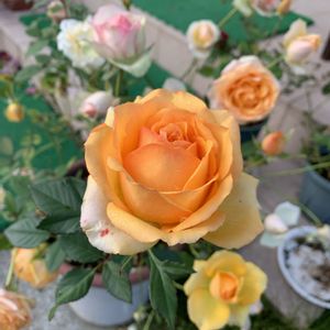 ミニバラ,バラ挿し木,バラ挿し木苗,ばら バラ 薔薇の画像