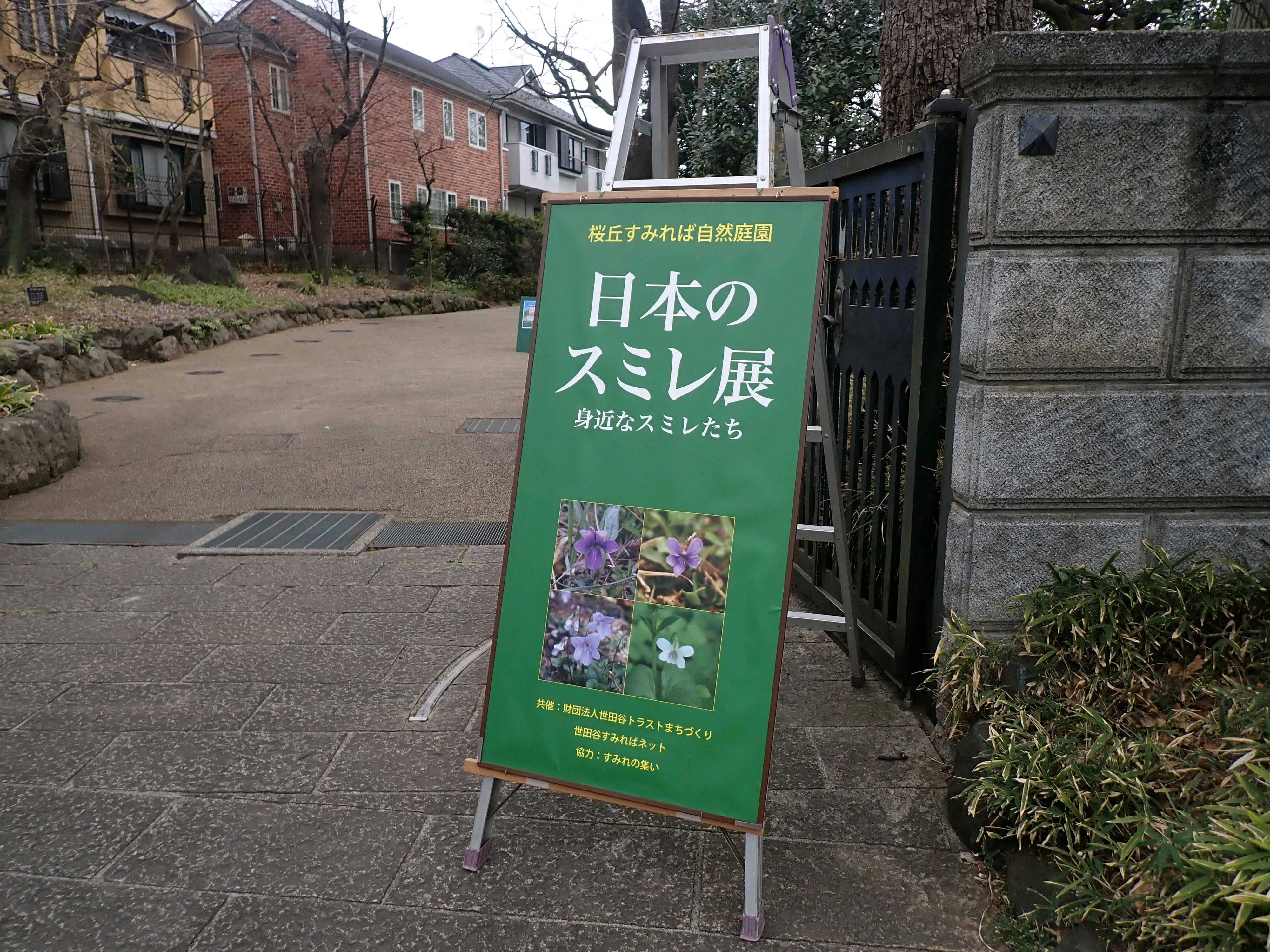 日本のスミレ展（協力：すみれの集い）より／2024｜🍀GreenSnap