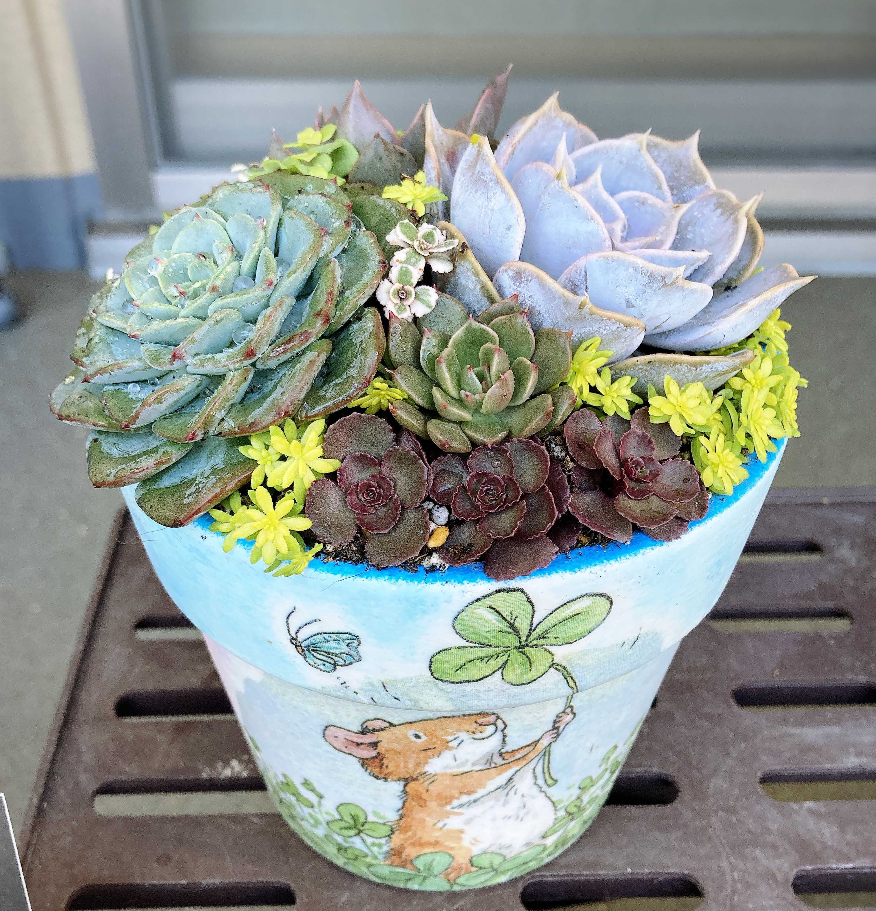 ギャラクシーブルー　抜き苗 ギャラクシーブルー 抜き苗 ギャラクシーブルー抜き苗