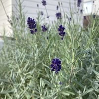 ラベンダー,花壇,花のある暮らし,北海道の画像