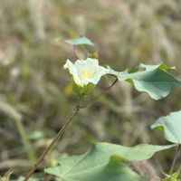 ワタ,綿花,お花が好き♡,お散歩道,可愛いなの画像