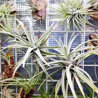 エアプランツ,観葉植物,100均,LEDライト,観葉植物を楽しむの画像