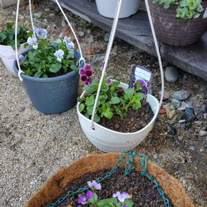 植え替え,可愛い〜♡,快晴,楽しみ♡,花が好き❤の画像