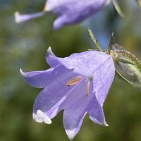 ツリガネニンジン,山野草の画像