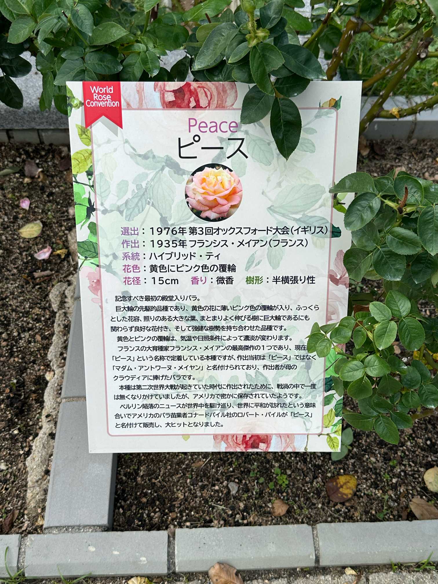 長居植物園で見る「世界バラ会連合・殿堂入り」の秋バラです。2024/10