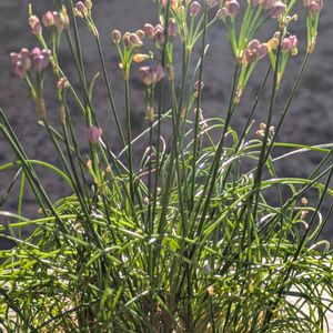 イトラッキョウ,ミニ盆栽,山野草,すてき…♡,とにかくGS 楽しもう！の画像