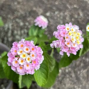 ランタナ,植木鉢,※今日のお花,小さな庭の画像