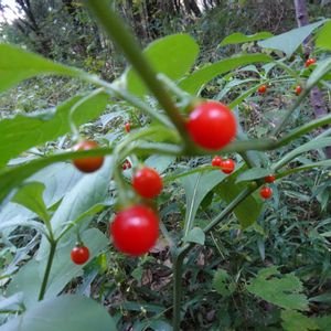 ハダカホオズキ,多年草,秋の花,ナス科,11月の花の画像