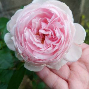 クリスティアーナ,クリスティアーナ,薔薇♪,バラを楽しむ,ばら バラ 薔薇の画像