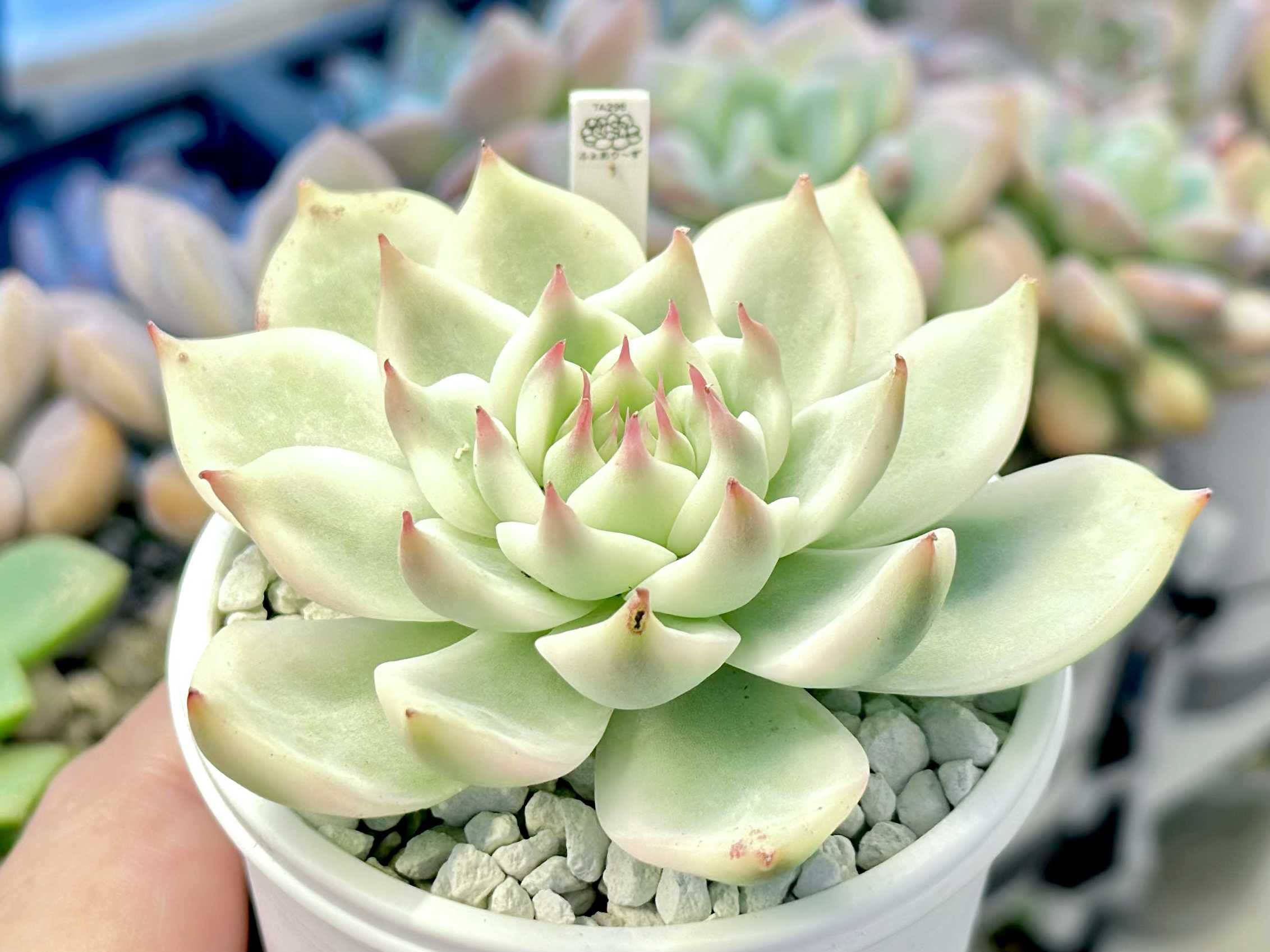 チワワエンシス錦の一覧｜🍀GreenSnap（グリーンスナップ）