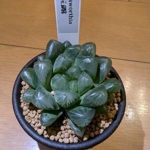 ハオルチア,玉露,Succulents,多肉植物,ベランダガーデニングの画像