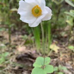 シュウメイギク,秋明菊,シュウメイギク（秋明菊）,秋明菊(しゅうめいぎく),植え替えの画像