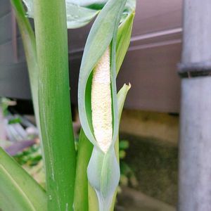 クワズイモ,宿根ロベリア,サルビアディスコロール,宿根ロベリア スターシップ,多肉植物の画像