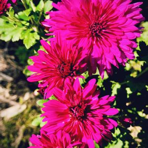 ＧＳの花友さんに感謝,花との出会いを咲かせたい,本牧神社,食用菊（もってのほか),畑の画像