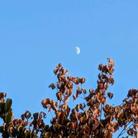 アサガオ,キク,ハナミズキ,タンポポ,コエビソウの画像