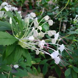 温室,東山植物園,クレロデンドルムマクロシフォンの画像