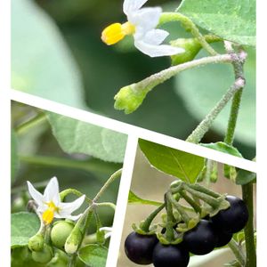 イヌホオズキ,山野草,お散歩,野草,ナス科の画像