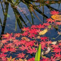 紅葉,ヤマモミジ,雲場池の画像