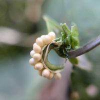 スミレ,スミレ,スミレの種,ノジスミレ,マクロ撮影の画像