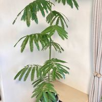 エバーフレッシュ,観葉植物,植物,ニコニコ日曜日,植物を増やして地球に優しく❤️の画像