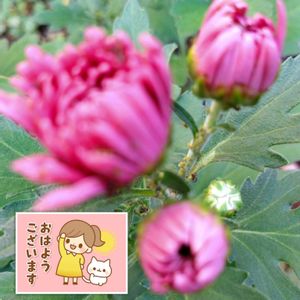 キク,ピンクの花,プランター栽培,菊の栽培,小さな庭の画像