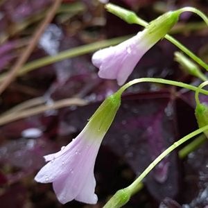 オキザリス,実家の庭,お月様,今日のお花,和室の画像