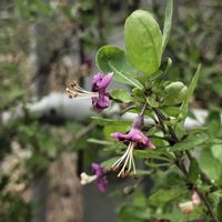 クコ,さくら サクラ 桜,ギンモクセイ,クコの実。,お散歩コースの画像